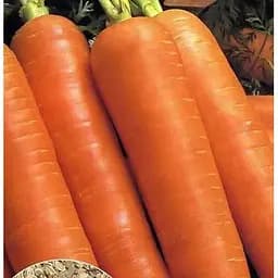 Насіння Весна на вагу Морква Каротель ціна за 10 г (13338)