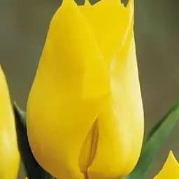 Тюльпан "Yokohama" (размер 10/11, большой) 3 шт (17031)