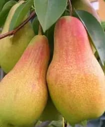 Саджанець Agro-Market Груша Парижанка (осінній сорт, середній термін дозрівання) 1 шт. в упаковці (52258)