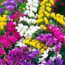 Статиця "Pacific Mix" (кермек лимоніум сухоцвіт) (190073) 1 саджанець