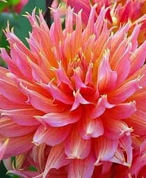 Клубень Agro-Market Георгина Omega 1 шт. в упаковке (72019)