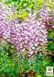 Гліцинія 3-х річна японська "Іссаї" (Wisteria chinensis Issai) С2 висота саджанця 60-100см (185367) 1 саженец Нідерланди - мініатюра 4
