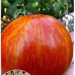 Насіння Весна на вагу Томат Яблучне забарвлення ціна за 1 г (46369)