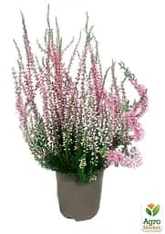 Саджанець Agro-Market Верес звичайний Melina (44264) - мініатюра 4