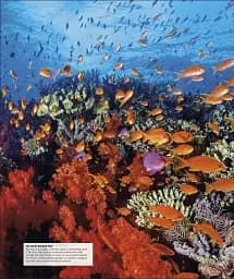 Ocean. The Definitive Visual Guide - мініатюра 8