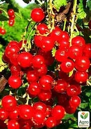 Саджанець Agro-Market Порічка (смородина) на штамбі Йонкер Ван Тетс Jonkheer Van Tets) середньо-раннього терміну дозрівання, хворобостійкий сорт) 1 шт. в пакуванні (44846) - мініатюра 3