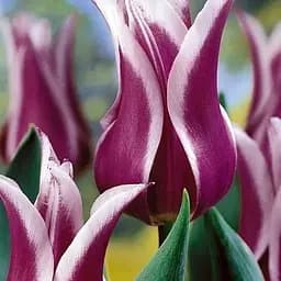 Тюльпан "Ballade" (лилиевидный) (17102) 2 шт