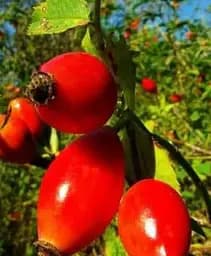 Саженец Agro-Market Шиповник ягодный бесшипный Волшебный сад (Magic garden) (поливитаминный, крупноплодный, морозостойкий сорт) 1 шт. в упаковке (103578)