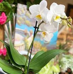 Саджанець Agro-Market Орхідея (Phalaenopsis) White (50226) 1 шт. в упаковці (кімнатний)