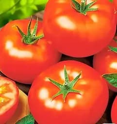 Насіння Весна на вагу Томат Еля ціна за 1 г (178443)