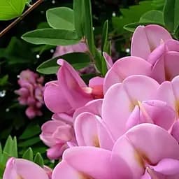 Саджанець Agro-Market Акація Робінія рожева (48852)