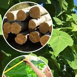 Саджанець Agro-Market Павловнія для деревини Paulownia Pao Tong Z-07 (Морозостійкий Superhybrid 33С) (50582)