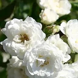 Троянда грунтопокривна Agro-Market Sea Foam саджанець класу АА+ вищий сорт 1 шт. в упаковці (24595)