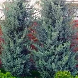 Кипарис Аризонский 5-летний (Cupressus arizonica) высота 120-150см (101631) 1 саженец