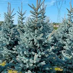 Ель голубая Agro-Market колючая Hoopsiі ком/сетка высота 120-140 см 188468 1 саженец в упаковке