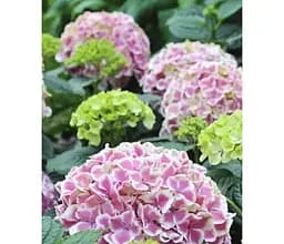 Саджанець Agro-Market Гортензія крупнолиста Forever and ever Peppermint (183475) 1 шт. в упаковці