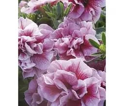 Саджанець Agro-Market Петунія напівампельна Sweet Sunshine Pink Purple Vein (116358) 1 шт. в упаковці