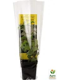 Саджанець Agro-Market Клематис Princesse Alexandra (повторноквітучий сорт) (16173) - мініатюра 2