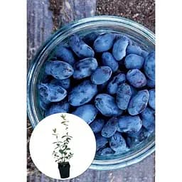 Саджанець Agro-Market Жимолость Гордість Кубані (середньопізній термін дозрівання, один з лідируючих сортів) 1 шт. в упаковці (43970) - мініатюра 2