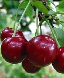 Саджанець Agro-Market Вишня Ерді Бутермо 1 шт. в упаковці (39887)