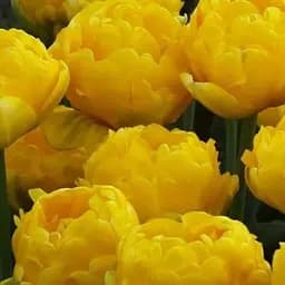 Тюльпан "Yellow Pomponette" 3 шт (50718)