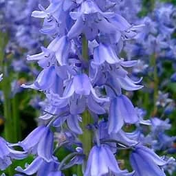 Гиацинтоидес "Синий" (размер 6/7, большой) 5 шт (17297)