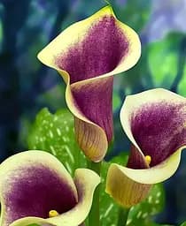 Саджанець Agro-Market Калла Picasso 1 шт. в упаковці (23425)