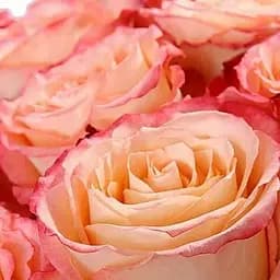 Роза чайно-гибридная Agro-Market Duett саженец класса АА+ высший сорт 1 шт. в упаковке (36001)