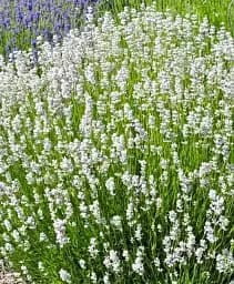 Лаванда Agro-Market Edelweiss 2-х річна 20-30 см з Нідерландів біла 1 саджанець в упаковці (147847)