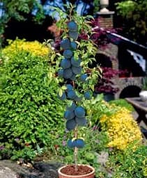 Саджанець Agro-Market Слива колоновидна Оленка 1 шт. в упаковці (52704)