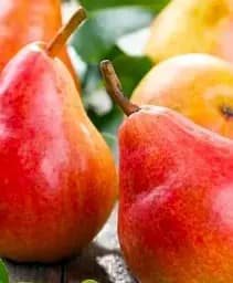 Саженец Agro-Market Груша Санта Мария (осенний сорт, средний срок созревания) 1 шт. в упаковке (39854)