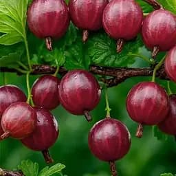 Крыжовник Agro-Market "Карамелька" (поздний срок созревания, один из самых вкусных сортов) (187562) 1 саженец в упаковке