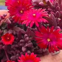 Делосперма темнолистная (цветущий суккулент) Desert Dancers Red (187831) 1 саженец в упаковке