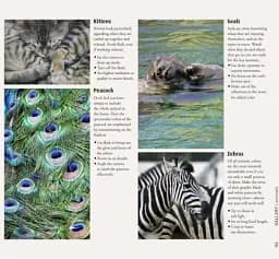 How to Photograph Absolutely Everything - мініатюра 5