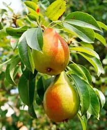 Саджанець Agro-Market Груша Ластівка (осінній сорт, середній термін дозрівання) 1 шт. в упаковці (177239)