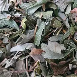 100 г вербена лимонная трава - свежий урожай