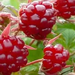 Княженика садовая Agro-Market "Беата" (раннеспелый сорт, шведской селекции) вазон Р9 (190879) (кореневище) 1 саженец в упаковке