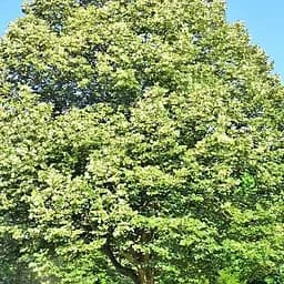 Липа 3-х річна Agro-Market Королівська висота 80-1.2м 180000 1 саджанець в упаковці