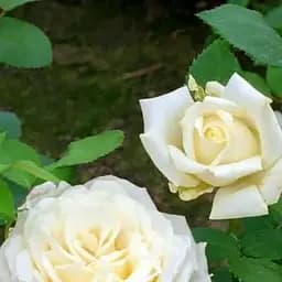 Роза чайно-гибридная Agro-Market Уайт Симфони саженец класса АА+ высший сорт New 1 шт. в упаковке (45911)