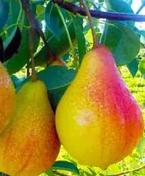 Саджанець Agro-Market Груша Гортензія (осінній сорт, середній термін дозрівання) 1 шт. в упаковці (46230)