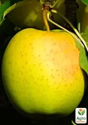 Саджанець Agro-Market Яблуня Голден Делішес Рейнджерс (зимовий сорт, пізній термін дозрівання) 1 шт. в упаковці (36528) - мініатюра 2