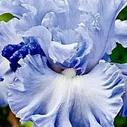 Ирис бородатый крупноцветковый "Double Bubble" 1 шт (38208)