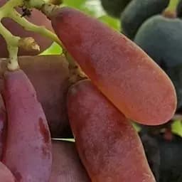 Саджанець Agro-Market Виноград Бананчик Рожевий (велика, солодка, соковита ягода екзотичної форми) 1 шт. в пакуванні (101956)