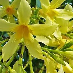 Саджанець Agro-Market Олеандр жовтий Maria Gambetta (вічнозелений чагарник, дуже ароматні квіти) (85687)