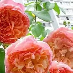 Троянда плетиста Agro-Market Papi Delbard саджанець класу АА+ вищий сорт 1 шт. в упаковці (181183)