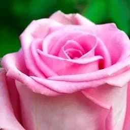 Роза чайно-гибридная Agro-Market Рафаэлла саженец класса АА+ высший сорт 1 шт. в упаковке (20995)