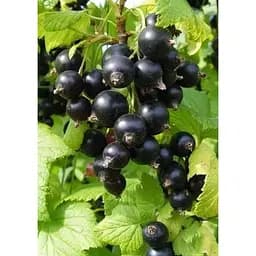 Саджанець Agro-Market Смородина чорна Аметист (середньо-пізній термін дозрівання) 1 шт. в упаковці (17527)