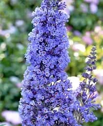 Саженец Agro-Market Буддлея Давида Adonis Blue С3 высота 20-40 см (153831) 1 шт. в упаковке