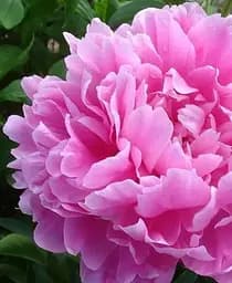 Саженец Agro-Market Пион травянистый Александр Дюма 1 шт. в упаковке (25552)