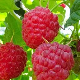 Саджанець Agro-Market Малина червона Осіння (Autumn) преміальний стійкий до захворювань, ремонтантний сорт) 2шт 2 шт. в пакуванні (51174)